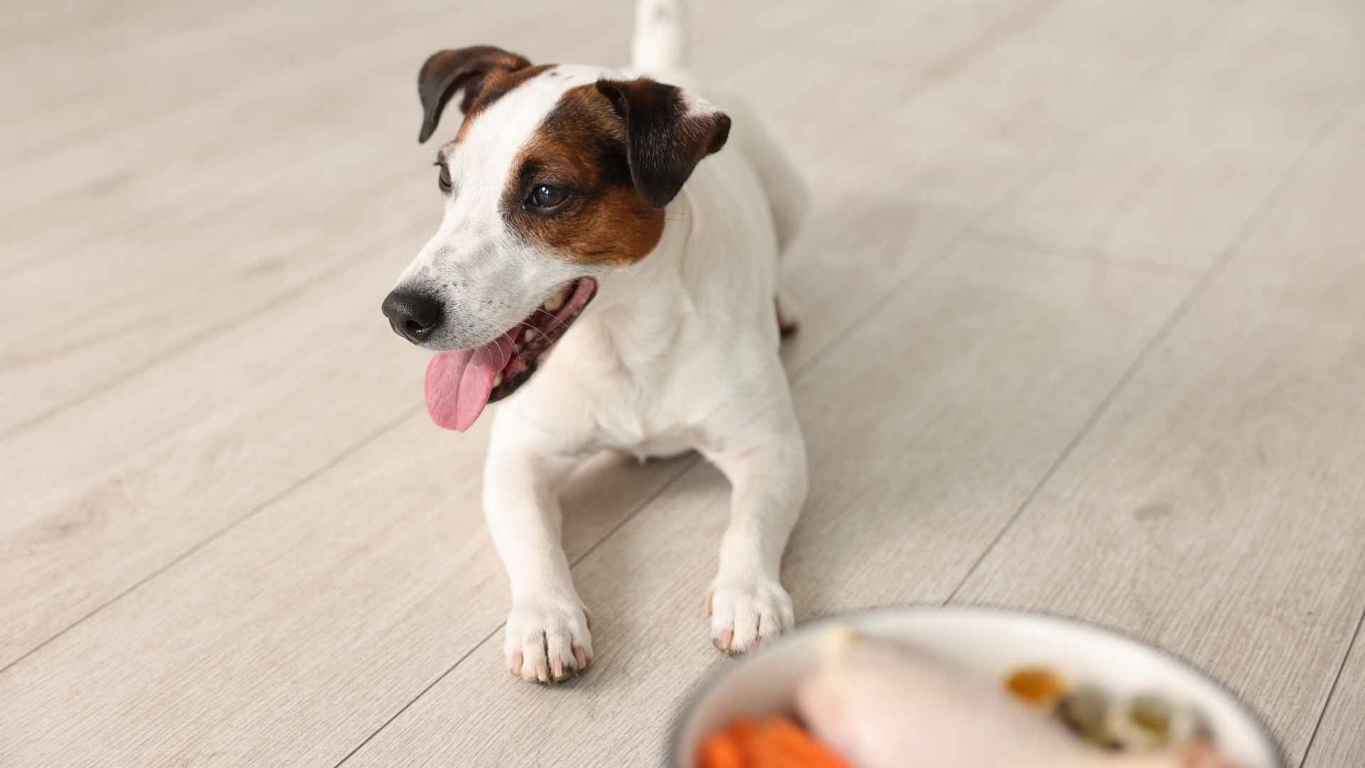 Perro come proteina